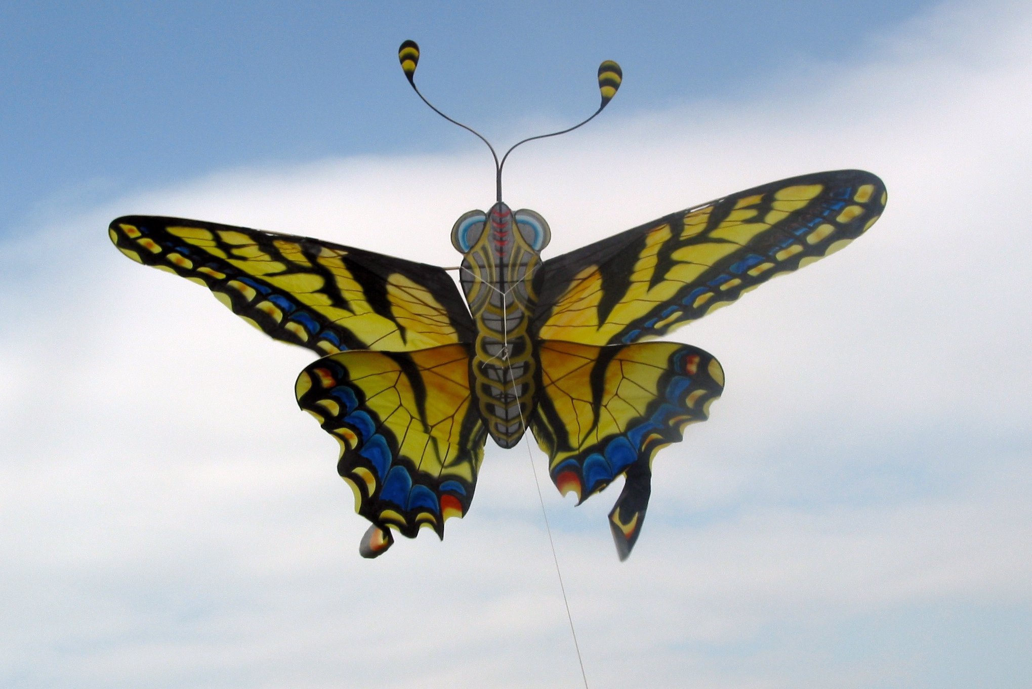 Chinese butterfly